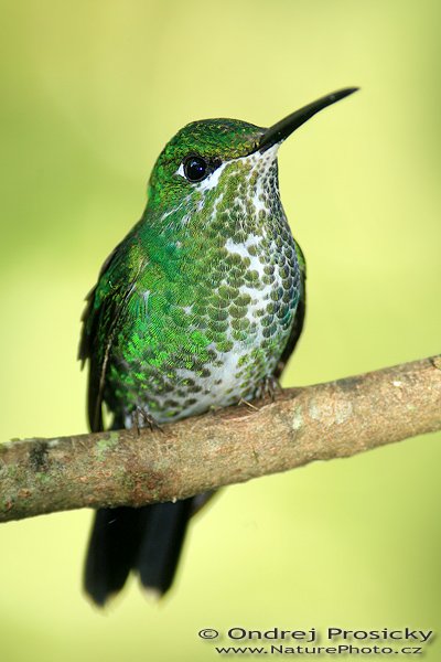 Kolibřík zelenotemenný (Heliodoxa jacula), Kolibřík zelenotemenný (Heliodoxa jacula), Green-crowned Brilliant, Autor: Ondřej Prosický | NaturePhoto.cz, Model: Canon EOS 5D, Objektiv: Canon EF 200mm f/2.8 L USM + TC Canon 2x, Ohnisková vzdálenost (EQ35mm): 400.00 mm, stativ Gitzo 1227, Clona: 6.3, Doba expozice: 1/60 s, ISO: 400, Režim měření expozice: Neznámý, Kompenzace expozice: -1/3 EV, Blesk: Ano (externí Sigma EF-500 DG Super, -2 EV, Better Beamer), Vytvořeno: 17. prosince 2006 13:51:26, RBBN Monteverde (Kostarika) 
