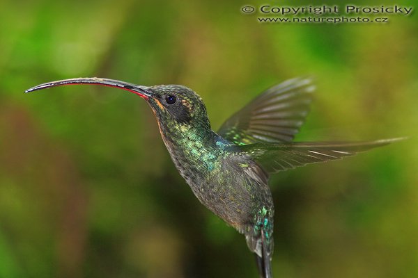 Kolibřík šedobřichý (Phaethornis guy), Kolibřík šedobřichý (Phaethornis guy), Green Hermit, Autor: Ondřej Prosický | NaturePhoto.cz, Model: Canon EOS 5D, Objektiv: Canon EF 200mm f/2.8 L USM + TC Canon 2x, Ohnisková vzdálenost (EQ35mm): 400.00 mm, stativ Gitzo 1227, Clona: 5.6, Doba expozice: 1/125 s, ISO: 320, Kompenzace expozice: 0, Blesk: Ano (externí Sigma EF-500 DG Super, -2 EV, Better Beamer), Vytvořeno: 10. prosince 2006 11:06:21, La Paz (Kostarika) 