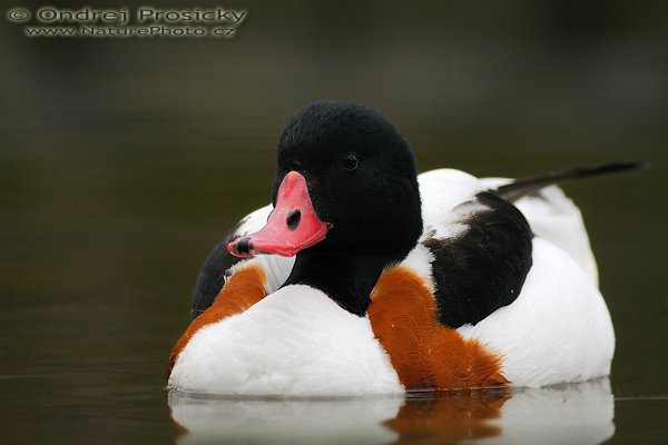 Husice liščí (Tadorna tadorna), Husice liščí (Tadorna tadorna), Shelduck, Autor: Ondřej Prosický | NaturePhoto.cz, Fotoaparát: Canon EOS 20D, Objektiv: Canon EF 400mm f/5.6 L USM Ohnisková vzdálenost (EQ35mm): 640 mm, stativ Gitzo 1227, Clona: 5.6, Doba expozice: 1/200 s, ISO: 400, Kompenzace expozice: 0 EV, Blesk: Ano (externí Sigma EF-500 DG Super, -2 EV), Vytvořeno: 24. února 2007 11:23, Zoopark Chomutov (ČR)