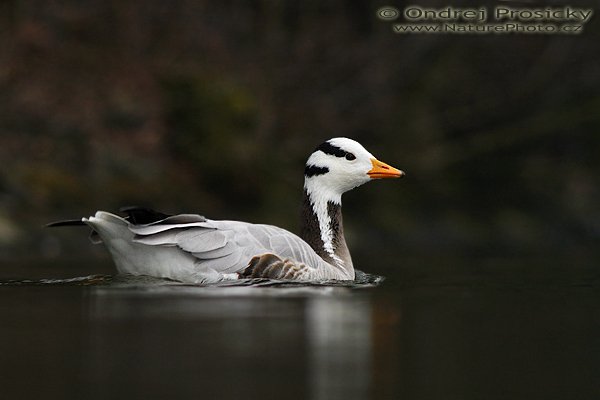 Husa tibetská (Anser indicus), Husa tibetská (Anser indicus), Bar-Headed Goose, Autor: Ondřej Prosický | NaturePhoto.cz, Fotoaparát: Canon EOS 20D, Objektiv: Canon EF 400mm f/5.6 L USM Ohnisková vzdálenost (EQ35mm): 640 mm, stativ Gitzo 1227, Clona: 5.6, Doba expozice: 1/160 s, ISO: 800, Kompenzace expozice: 0 EV, Blesk: Ano (externí Sigma EF-500 DG Super, -2 EV), Vytvořeno: 24. února 2007 15:59, Zoopark Chomutov (ČR)