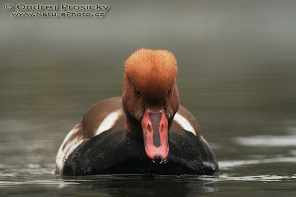 Zrzohlávka rudozobá (Netta rufina), Zrzohlávka rudozobá (Netta rufina), Red-crested Pochard, Autor: Ondřej Prosický | NaturePhoto.cz, Fotoaparát: Canon EOS 20D, Objektiv: Canon EF 400mm f/5.6 L USM, Ohnisková vzdálenost (EQ35mm): 640 mm, stativ Gitzo 1227, Clona: 5.6, Doba expozice: 1/160 s, ISO: 400, Kompenzace expozice: 0 EV, Blesk: Ano (externí Sigma EF-500 DG Super, -2 EV, Vytvořeno: 24. února 2007 11:28, Zoopark Chomutov (ČR)