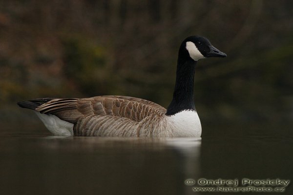 Berneška velká (Branta canadensis), Berneška velká (Branta canadensis), Canada Goose, Autor: Ondřej Prosický | NaturePhoto.cz, Fotoaparát: Canon EOS 20D, Objektiv: Canon EF 400mm f/5.6 L USM Ohnisková vzdálenost (EQ35mm): 640 mm, stativ Gitzo 1227, Clona: 5.6, Doba expozice: 1/160 s, ISO: 800, Kompenzace expozice: 0 EV, Blesk: Ano (externí Sigma EF-500 DG Super, -2 EV), Vytvořeno: 24. února 2007 15:58, Zoopark Chomutov (ČR)