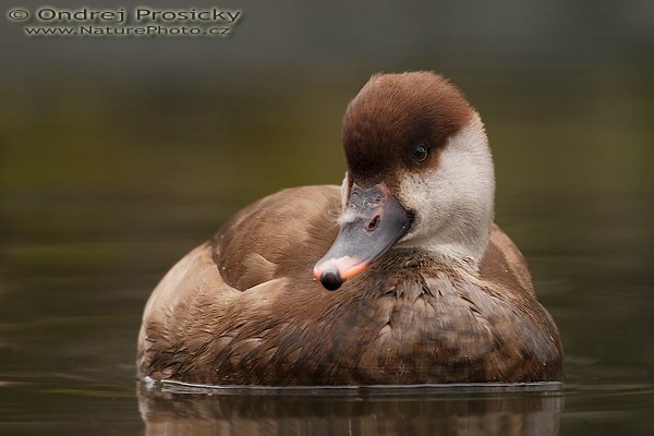 Zrzohlávka rudozobá (Netta rufina), Zrzohlávka rudozobá (Netta rufina), Red-crested Pochard, Autor: Ondřej Prosický | NaturePhoto.cz, Fotoaparát: Canon EOS 20D, Objektiv: Canon EF 400mm f/5.6 L USM, Ohnisková vzdálenost (EQ35mm): 640 mm, stativ Gitzo 1227, Clona: 5.6, Doba expozice: 1/125 s, ISO: 400, Kompenzace expozice: 0 EV, Blesk: Ano (externí Sigma EF-500 DG Super, -2 EV), Vytvořeno: 24. února 2007 11:20, Zoopark Chomutov (ČR)