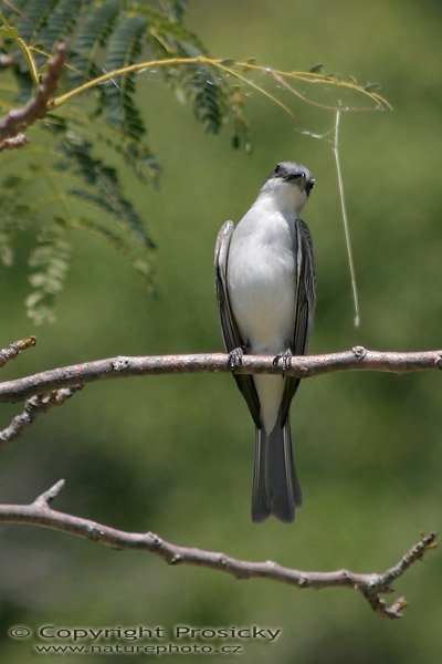 Tyran šedý (Tyrannus dominicensis), Tyran šedý (Tyrannus dominicensis), Gray Kingbird, Prý typický ptačí druh pro oblast okolo pevnosti Brimstone Hill na ostrově St. Kitts, Autor: Ondřej Prosický, Model aparátu: Canon EOS 300D DIGITAL, Ohnisková vzdálenost: 300.00 mm, Clona: 6.30, Doba expozice: 1/320 s, ISO: 100, Vyvážení expozice: -0.33, Blesk: Ne, Vytvořeno: 15. dubna 2004 13:46:58, ostrov St. Kitts (Malé Antily)