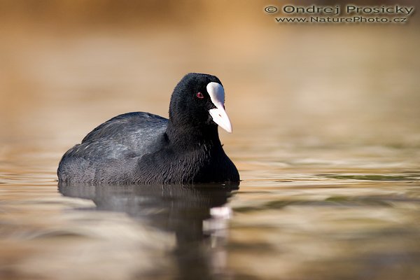 Lyska černá (Fulica atra), Lyska černá (Fulica atra), Eurasian Coot, Autor: Ondřej Prosický | NaturePhoto.cz, Fotoaparát: Canon EOS 20D, Objektiv: Canon EF 400mm f/5.6 L USM Ohnisková vzdálenost (EQ35mm): 640 mm, objektiv opřen o šutr, Clona: 5.6, Doba expozice: 1/2000 s, ISO: 200, Kompenzace expozice: +1/3 EV, Blesk: ne, Vytvořeno: 17. února 2007 11:01, rameno Labe u Čelákovic (ČR)