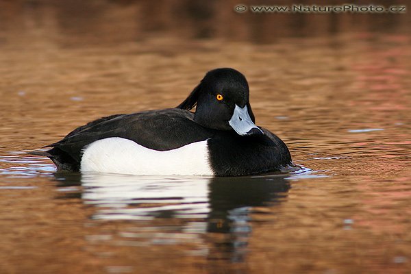 Polák chocholačka (Aythya fuligula), Polák chocholačka (Aythya fuligula), Tufted duck, Autor: Ondřej Prosický | NaturePhoto.cz, Fotoaparát: Canon EOS 20D, Objektiv: Canon EF 400mm f/5.6 L USM + TC Canon 2x, Ohnisková vzdálenost (EQ35mm): 640 mm, objektiv opřen o šutr, Clona: 11, Doba expozice: 1/160 s, ISO: 400, Kompenzace expozice: +1/3 EV, Blesk: ne, Vytvořeno: 17. února 2007 11:23, rameno Labe u Čelákovic (ČR)