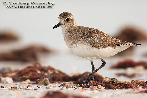 Kulík bledý (Pluvialis squatarola), Kulík bledý (Pluvialis squatarola), Black-bellied Plover, Autor: Ondřej Prosický | NaturePhoto.cz, Aparát Canon EOS-1D Mark II N, Objektiv: Canon EF 400mm f/5.6 L USM, Ohnisková vzdálenost (EQ35mm): 520.00 mm, objektiv opřen o šutr, Clona: 5.6, Doba expozice: 1/500 s, ISO: 200, Kompenzace expozice: 0 EV, Blesk: Ano (externí Sigma EF-500 DG Super, -2 EV, Better Beamer), Vytvořeno: 10. ledna 2007 16:28:17, Little Estero Lagoon, Ft. Myers Beach, (Florida, USA)