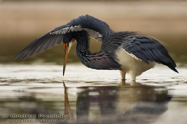 Volavka tříbarvá (Egretta tricolor), Volavka tříbarvá (Egretta tricolor), Tricolored Heron, Autor: Ondřej Prosický | NaturePhoto.cz, Aparát: Canon EOS-1D Mark II N, Objektiv: Canon EF 400mm f/5.6 L USM, Ohnisková vzdálenost (EQ35mm): 520.00 mm, stativ Gitzo 1227, Clona: 5.6, Doba expozice: 1/400 s, ISO: 250, Kompenzace expozice: 0 EV, Blesk: Ano (externí Sigma EF-500 DG Super, -2 EV, Better Beamer), Vytvořeno: 11. ledna 2007 7:07:10, Little Estero Lagoon, Ft. Myers Beach, (Florida, USA)