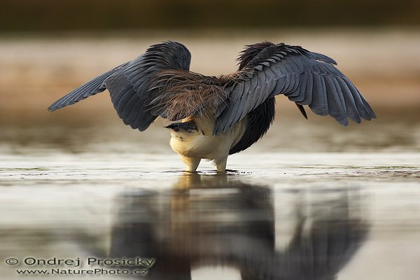 Volavka tříbarvá (Egretta tricolor), Volavka tříbarvá (Egretta tricolor), Tricolored Heron, Autor: Ondřej Prosický | NaturePhoto.cz, Aparát: Canon EOS-1D Mark II N, Objektiv: Canon EF 400mm f/5.6 L USM, Ohnisková vzdálenost (EQ35mm): 520.00 mm, stativ Gitzo 1227, Clona: 5.6, Doba expozice: 1/400 s, ISO: 250, Kompenzace expozice: 0, Blesk: Ano (externí Sigma EF-500 DG Super, -2 EV, Better Beamer), Vytvořeno: 11. ledna 2007 7:07:32, Little Estero Lagoon, Ft. Myers Beach, (Florida, USA) 