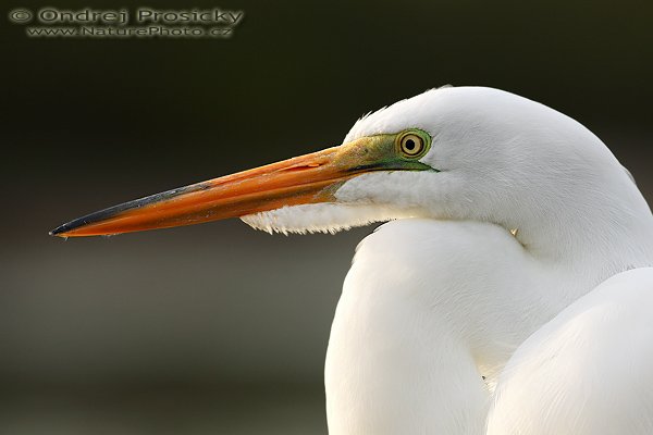 Volavka bílá (Egretta alba), Gret Egret, Volavka bílá (Egretta alba), Gret Egret, Autor: Ondřej Prosický | NaturePhoto.cz, Aparát: Canon EOS-1D Mark II N, Objektiv: Canon EF 400mm f/5.6 L USM, Ohnisková vzdálenost (EQ35mm): 520.00 mm, stativ Gitzo 1227, Clona: 5.6, Doba expozice: 1/400 s, ISO: 200, Kompenzace expozice: 0 EV, Blesk: ne, Vytvořeno: 11. ledna 2007 18:00:55, Little Estero Lagoon, Ft. Myers Beach, (Florida, USA) 