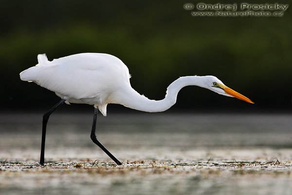 Volavka bílá (Egretta alba), Volavka bílá (Egretta alba), Gret Egret, Autor: Ondřej Prosický | NaturePhoto.cz, Aparát: Canon EOS-1D Mark II N, Objektiv: Canon EF 400mm f/5.6 L USM, Ohnisková vzdálenost (EQ35mm): 520.00 mm, stativ Gitzo 1227, Clona: 5.6, Doba expozice: 1/640 s, ISO: 200, Kompenzace expozice: 0, Blesk: Ano (externí Sigma EF-500 DG Super, -2 EV, Better Beamer), Vytvořeno: 10. ledna 2007 15:57:48, Little Estero Lagoon, Ft. Myers Beach, (Florida, USA) 
