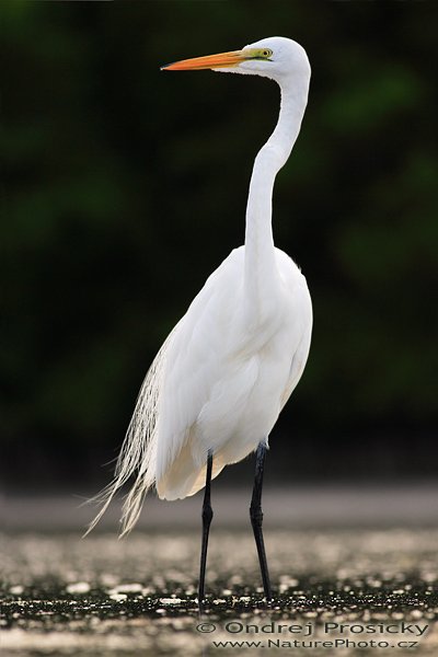 Volavka bílá (Egretta alba), Fotografie: Volavka bílá (Egretta alba), Gret Egret, Autor: Ondřej Prosický | NaturePhoto.cz, Aparát: Canon EOS-1D Mark II N, Objektiv: Canon EF 400mm f/5.6 L USM, Ohnisková vzdálenost (EQ35mm): 520.00 mm, stativ Gitzo 1227, Clona: 5.6, Doba expozice: 1/640 s, ISO: 200, Kompenzace expozice: 0, Blesk: Ano (externí Sigma EF-500 DG Super, -2 EV, Better Beamer), Vytvořeno: 10. ledna 2007 16:00:40, Little Estero Lagoon, Ft. Myers Beach, (Florida, USA) 
