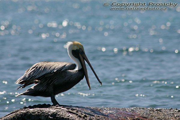 Pelikán hnědý (Pelecanus occidentalis), Pelikán hnědý (Pelecanus occidentalis), Autor: Ondřej Prosický, Model aparátu: Canon EOS 300D DIGITAL, Ohnisková vzdálenost: 300.00 mm, Clona: 7.10, Doba expozice: 1/800 s, ISO: 100, Vyvážení expozice: -0.33, Blesk: Ne, Vytvořeno: 14. dubna 2004 14:49:54, východní pobřeží ostrova St. Kitts (Malé Antily)