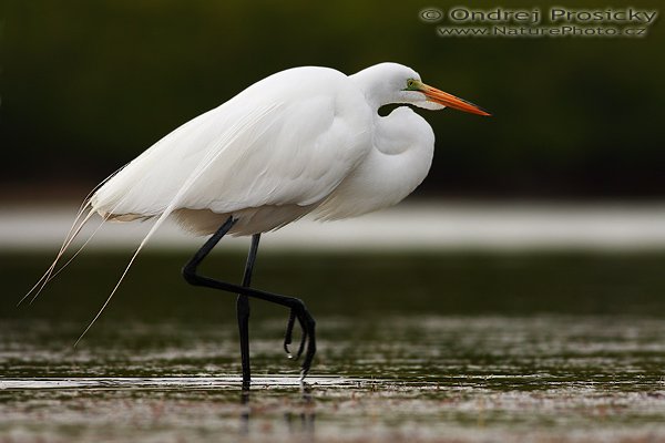 Volavka bílá (Egretta alba), Volavka bílá (Egretta alba), Gret Egret, Autor: Ondřej Prosický | NaturePhoto.cz, Aparát: Canon EOS-1D Mark II N, Objektiv: Canon EF 400mm f/5.6 L USM, Ohnisková vzdálenost (EQ35mm): 520.00 mm, stativ Gitzo 1227, Clona: 5.6, Doba expozice: 1/400 s, ISO: 200, Kompenzace expozice: 0, Blesk: ne, Vytvořeno: 10. ledna 2007 15:47:42, Little Estero Lagoon, Ft. Myers Beach, (Florida, USA) 