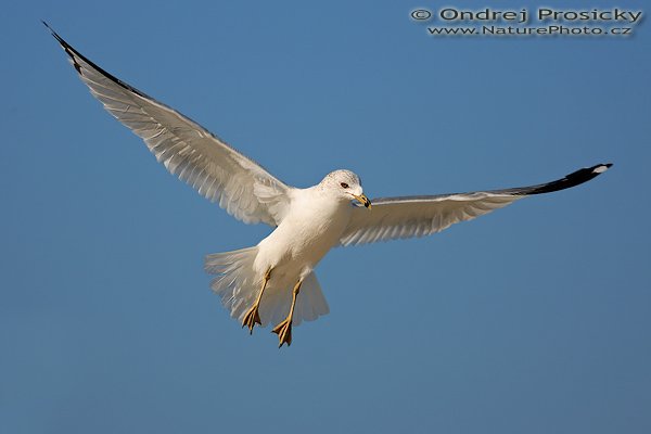 Racek delawarský (Larus delawarensis), Racek delawarský (Larus delawarensis), Ring-billed Gull, Autor: Ondřej Prosický | NaturePhoto.cz, Aparát: Canon EOS-1D Mark II N, Objektiv: Canon EF 400mm f/5.6 L USM, Ohnisková vzdálenost (EQ35mm): 520.00 mm, fotografováno z ruky, Clona: 5.6, Doba expozice: 1/1250 s, ISO: 100, Kompenzace expozice: 0 EV, Blesk: Ano (externí Sigma EF-500 DG Super, -2 EV, Better Beamer), Vytvořeno: 11. ledna 2007 10:20:35, Little Estero Lagoon, Ft. Myers Beach, (Florida, USA)