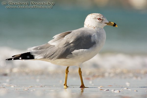 Racek delawarský (Larus delawarensis), Racek delawarský (Larus delawarensis), Ring-billed Gull, Autor: Ondřej Prosický | NaturePhoto.cz, Aparát: Canon EOS-1D Mark II N, Objektiv: Canon EF 400mm f/5.6 L USM, Ohnisková vzdálenost (EQ35mm): 520.00 mm, fotografováno z ruky, Clona: 7.1, Doba expozice: 1/400 s, ISO: 100, Kompenzace expozice: 0, Blesk: Ano (externí Sigma EF-500 DG Super, -2 EV, Better Beamer), Vytvořeno: 10. ledna 2007 15:14:10, pobřeží u Ft. Myers Beach, (Florida, USA) 