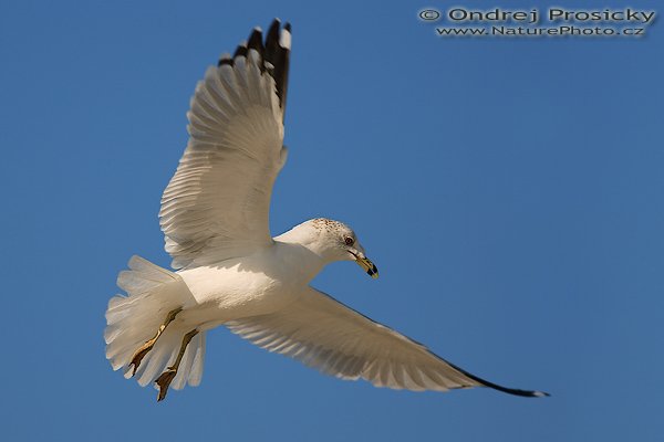 Racek delawarský (Larus delawarensis), Racek delawarský (Larus delawarensis), Ring-billed Gull, Autor: Ondřej Prosický | NaturePhoto.cz, Aparát: Canon EOS-1D Mark II N, Objektiv: Canon EF 400mm f/5.6 L USM, Ohnisková vzdálenost (EQ35mm): 520.00 mm, fotografováno z ruky, Clona: 5.6, Doba expozice: 1/1250 s, ISO: 100, Kompenzace expozice: 0 EV, Blesk: ne, Vytvořeno: 11. ledna 2007 10:21:03, Little Estero Lagoon, Ft. Myers Beach, (Florida, USA) 
