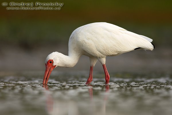 Ibis bílý (Eudocimus albus), Ibis bílý (Eudocimus albus), White Ibis, Autor: Ondřej Prosický | NaturePhoto.cz, Aparát: Canon EOS-1D Mark II N, Objektiv: Canon EF 400mm f/5.6 L USM, Ohnisková vzdálenost (EQ35mm): 520.00 mm, stativ Gitzo 1227, Clona: 5.6, Doba expozice: 1/500 s, ISO: 200, Kompenzace expozice: 0 EV, Blesk: ne, Vytvořeno: 10. ledna 2007 16:03:08, Little Estero Lagoon, Ft. Myers Beach, (Florida, USA) 
