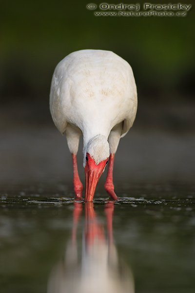 Ibis bílý (Eudocimus albus), Ibis bílý (Eudocimus albus), White Ibis, Autor: Ondřej Prosický | NaturePhoto.cz, Aparát: Canon EOS-1D Mark II N, Objektiv: Canon EF 400mm f/5.6 L USM, Ohnisková vzdálenost (EQ35mm): 520.00 mm, stativ Gitzo 1227, Clona: 5.6, Doba expozice: 1/500 s, ISO: 100, Kompenzace expozice: 0 EV, Blesk: Ano (externí Sigma EF-500 DG Super, -2 EV, Better Beamer), Vytvořeno: 10. ledna 2007 16:04:51, Little Estero Lagoon, Ft. Myers Beach, (Florida, USA) 
