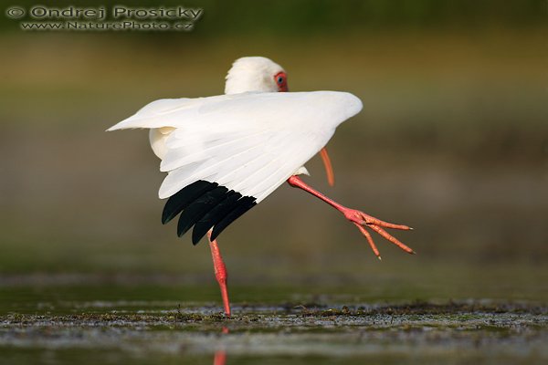 Ibis bílý (Eudocimus albus), Ibis bílý (Eudocimus albus), White Ibis, Autor: Ondřej Prosický | NaturePhoto.cz, Aparát: Canon EOS-1D Mark II N, Objektiv: Canon EF 400mm f/5.6 L USM, Ohnisková vzdálenost (EQ35mm): 520.00 mm, stativ Gitzo 1227, Clona: 5.6, Doba expozice: 1/500 s, ISO: 100, Kompenzace expozice: 0, Blesk: ne, Vytvořeno: 10. ledna 2007 15:42:10, Little Estero Lagoon, Ft. Myers Beach, (Florida, USA) 