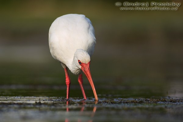 Ibis bílý (Eudocimus albus), Ibis bílý (Eudocimus albus), Autor: Ondřej Prosický | NaturePhoto.cz, Aparát: Canon EOS-1D Mark II N, Objektiv: Canon EF 400mm f/5.6 L USM, Ohnisková vzdálenost (EQ35mm): 520.00 mm, stativ Gitzo 1227, Clona: 5.6, Doba expozice: 1/500 s, ISO: 100, Kompenzace expozice: 0 EV, Blesk: ne, Vytvořeno: 10. ledna 2007 15:42:39, Little Estero Lagoon, Ft. Myers Beach, (Florida, USA)