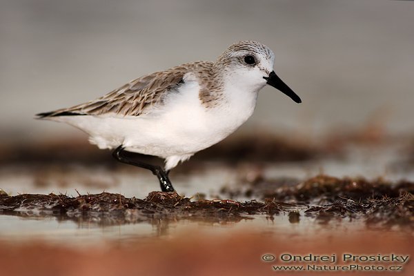 Jespák srostloprstý (Calidris pusilla), Semipalmated Sandpiper (Calidris pusilla), Autor: Ondřej Prosický | NaturePhoto.cz, Aparát: Canon EOS-1D Mark II N, Objektiv: Canon EF 400mm f/5.6 L USM, Ohnisková vzdálenost (EQ35mm): 520.00 mm, stativ Gitzo 1227, Clona: 5.6, Doba expozice: 1/640 s, ISO: 100, Kompenzace expozice: 0 EV, Blesk: Ano (externí Sigma EF-500 DG Super, -2 EV, Better Beamer), Vytvořeno: 11. ledna 2007 15:33:08, Little Estero Lagoon, Ft. Myers Beach, (Florida, USA)