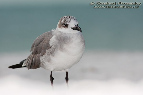 Racek atlantický (Larus atricilla), Racek atlantický (Larus atricilla), Laughing Gull, Autor: Ondřej Prosický | NaturePhoto.cz, Aparát: Canon EOS-1D Mark II N, Objektiv: Canon EF 400mm f/5.6 L USM, Ohnisková vzdálenost (EQ35mm): 520.00 mm, stativ Gitzo 1227, Clona: 6.3, Doba expozice: 1/1000 s, ISO: 100, Kompenzace expozice: 0 EV, Blesk: Ano (externí Sigma EF-500 DG Super, -2 EV, Better Beamer), Vytvořeno: 11. ledna 2007 15:13:49, pobřeží oceánu, Ft. Myers Beach, (Florida, USA)