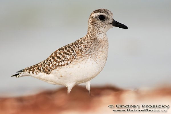 Kulík bledý (Pluvialis squatarola), Kulík bledý (Pluvialis squatarola), Black-bellied Plover, Autor: Ondřej Prosický | NaturePhoto.cz, Aparát: Canon EOS-1D Mark II N, Objektiv: Canon EF 400mm f/5.6 L USM, Ohnisková vzdálenost (EQ35mm): 520.00 mm, objektiv položen do písku, Clona: 5.6, Doba expozice: 1/500 s, ISO: 100, Kompenzace expozice: 0 EV, Blesk: Ano (externí Sigma EF-500 DG Super, -2 EV, Better Beamer), Vytvořeno: 11. ledna 2007 22:10:50, pobřeží oceánu, Ft. Myers Beach, (Florida, USA)