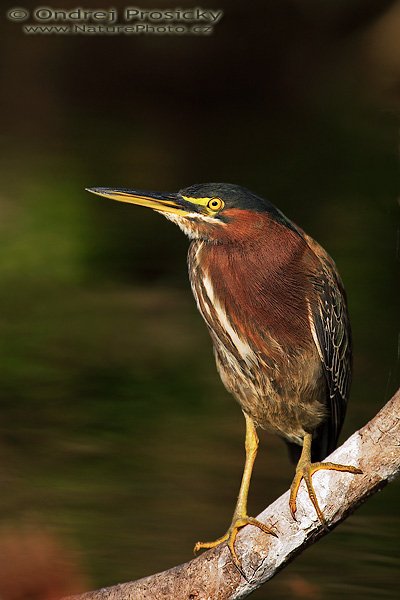 Volavka zelená (Butorides virescens), Volavka zelená (Butorides virescens), Green Heron, Autor: Ondřej Prosický | NaturePhoto.cz, Aparát: Canon EOS-1D Mark II N, Objektiv: Canon EF 400mm f/5.6 L USM, Ohnisková vzdálenost (EQ35mm): 520.00 mm, stativ Gitzo 1227, Clona: 6.3, Doba expozice: 1/800 s, ISO: 250, Kompenzace expozice: -1, Blesk: ne, Vytvořeno: 10. ledna 2007 8:52:32, u hlavní silnice, Everglades (Florida, USA)