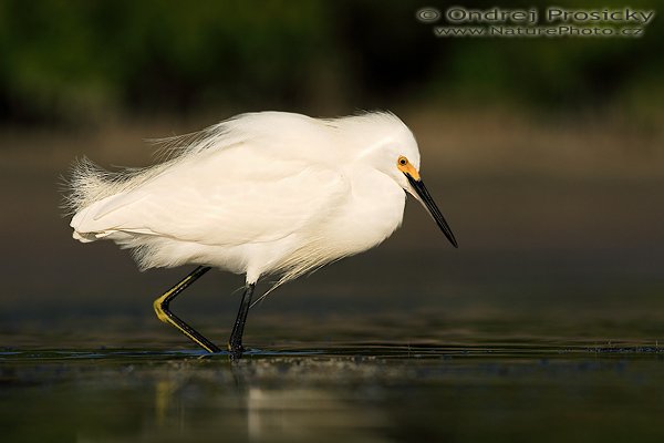 Volavka bělostná (Egretta thula), Volavka bělostná (Egretta thula), Snowy Egret, Autor: Ondřej Prosický | NaturePhoto.cz, Aparát: Canon EOS-1D Mark II N, Objektiv: Canon EF 400mm f/5.6 L USM, Ohnisková vzdálenost (EQ35mm): 520.00 mm, stativ Gitzo 1227, Clona: 6.3, Doba expozice: 1/1600 s, ISO: 100, Kompenzace expozice: 0 EV, Blesk: ne, Vytvořeno: 11. ledna 2007 9:11:08, Little Estero Lagoon, Ft. Myers Beach, (Florida, USA)