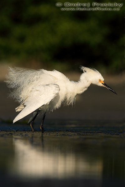 Volavka bělostná (Egretta thula), Volavka bělostná (Egretta thula), Snowy Egret, utor: Ondřej Prosický | NaturePhoto.cz, aparát: Canon EOS-1D Mark II N, Objektiv: Canon EF 400mm f/5.6 L USM, Ohnisková vzdálenost (EQ35mm): 520.00 mm, stativ Gitzo 1227, Clona: 6.3, Doba expozice: 1/1600 s, ISO: 100, Kompenzace expozice: 0 EV, Blesk: ne, Vytvořeno: 11. ledna 2007 16:09:18, Little Estero Lagoon, Ft. Myers Beach, (Florida, USA)