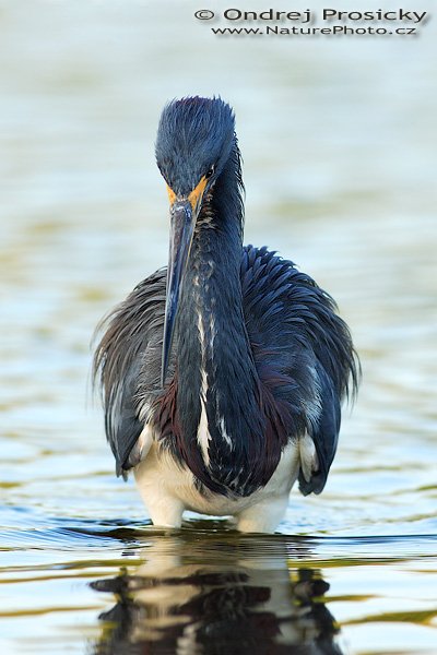 Volavka tříbarvá (Egretta tricolor), Volavka tříbarvá (Egretta tricolor), Tricolored Heron, Autor: Ondřej Prosický | NaturePhoto.cz, Aparát: Canon EOS-1D Mark II N, Objektiv: Canon EF 400mm f/5.6 L USM, Ohnisková vzdálenost (EQ35mm): 520.00 mm, stativ Gitzo 1227, Clona: 6.3, Doba expozice: 1/250 s, ISO: 320, Kompenzace expozice: 0 EV, Blesk: Ano (externí Sigma EF-500 DG Super, -2 EV, Better Beamer), Vytvořeno: 11. ledna 2007 15:09:58, Little Estero Lagoon, Ft. Myers Beach, (Florida, USA)