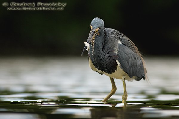 Volavka tříbarvá (Egretta tricolor), Volavka tříbarvá (Egretta tricolor), Tricolored Heron, Autor: Ondřej Prosický | NaturePhoto.cz, Aparát: Canon EOS-1D Mark II N, Objektiv: Canon EF 400mm f/5.6 L USM, Ohnisková vzdálenost (EQ35mm): 520.00 mm, stativ Gitzo 1227, Clona: 6.3, Doba expozice: 1/500 s, ISO: 200, Kompenzace expozice: 0, Blesk: ne, Vytvořeno: 11. ledna 2007 14:32:25, Little Estero Lagoon, Ft. Myers Beach, (Florida, USA)