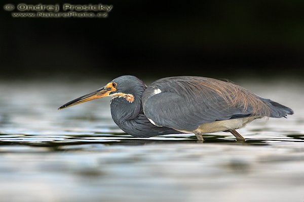 Volavka tříbarvá (Egretta tricolor), Volavka tříbarvá (Egretta tricolor), Tricolored Heron, Autor: Ondřej Prosický | NaturePhoto.cz, Aparát: Canon EOS-1D Mark II N, Objektiv: Canon EF 400mm f/5.6 L USM, Ohnisková vzdálenost (EQ35mm): 520.00 mm, stativ Gitzo 1227, Clona: 6.3, Doba expozice: 1/500 s, ISO: 160, Kompenzace expozice: 0 EV, Blesk: Ano (externí Sigma EF-500 DG Super, -2 EV, Better Beamer), Vytvořeno: 11. ledna 2007 14:32:01, Little Estero Lagoon, Ft. Myers Beach, (Florida, USA)