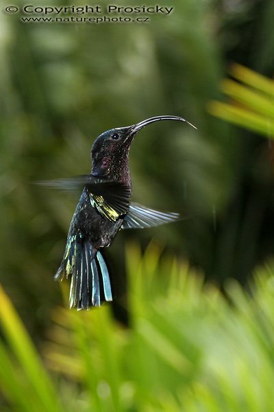 Kolibřík růžovohrdlý (Eulampis jugularis), Kolibřík růžovohrdlý (Eulampis jugularis), Autor Ondřej Prosický, Model aparátu: Canon EOS 300D DIGITAL, Objektiv Canon EF 28-90mm f/3.5-4.6, Ohnisková vzdálenost: 47.00 mm, Clona: 4.50, Doba expozice: 1/200 s, ISO: 100, Vyvážení expozice: 1.00, Blesk: Ano, Vytvořeno: 28. března 2004 13:00:12, Jardin de Balata, ostrov Martinik (Malé Antily)