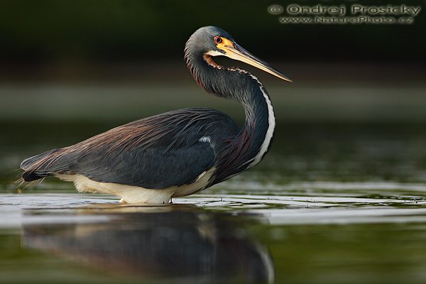 Volavka tříbarvá (Egretta tricolor), Fotografie: Volavka tříbarvá (Egretta tricolor), Tricolored Heron, Autor: Ondřej Prosický | NaturePhoto.cz, Aparát: Canon EOS-1D Mark II N, Objektiv: Canon EF 400mm f/5.6 L USM, Ohnisková vzdálenost (EQ35mm): 520.00 mm, stativ Gitzo 1227, Clona: 6.3, Doba expozice: 1/400 s, ISO: 250, Kompenzace expozice: 0 EV, Blesk: Ano (externí Sigma EF-500 DG Super, -2 EV, Better Beamer), Vytvořeno: 11. ledna 2007 16:57:40, Little Estero Lagoon, Ft. Myers Beach, (Florida, USA)