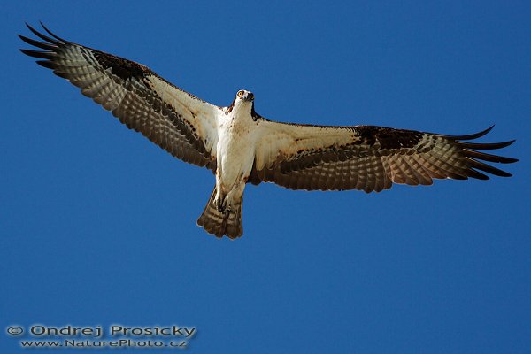 Orlovec říční (Pandion haliaetus), Orlovec říční (Pandion haliaetus), Osprey, Autor: Ondřej Prosický | NaturePhoto.cz, Aparát: Canon EOS-1D Mark II N, Objektiv: Canon EF 400mm f/5.6 L USM, Ohnisková vzdálenost (EQ35mm): 520.00 mm, stativ Gitzo 1227, Clona: 5.6, Doba expozice: 1/800 s, ISO: 125, Kompenzace expozice: 0 EV, Blesk: ne, Vytvořeno: 11. ledna 2007 10:13:47, Little Estero Lagoon, Ft. Myers Beach, (Florida, USA)