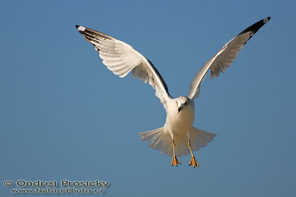 Racek delawarský (Larus delawarensis), Racek delawarský (Larus delawarensis), Ring-billed Gull, Autor: Ondřej Prosický | NaturePhoto.cz, Aparát: Canon EOS-1D Mark II N, Objektiv: Canon EF 400mm f/5.6 L USM, Ohnisková vzdálenost (EQ35mm): 520.00 mm, stativ Gitzo 1227, Clona: 5.6, Doba expozice: 1/1250 s, ISO: 100, Kompenzace expozice: 0 EV, Blesk: ne, Vytvořeno: 11. ledna 2007 10:20:34, pobřeží oceánu, Ft. Myers Beach, (Florida, USA)