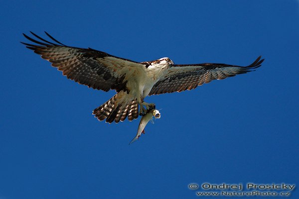 Orlovec říční (Pandion haliaetus), Orlovec říční (Pandion haliaetus), Osprey, Autor: Ondřej Prosický | NaturePhoto.cz, Aparát: Canon EOS-1D Mark II N, Objektiv: Canon EF 400mm f/5.6 L USM, Ohnisková vzdálenost (EQ35mm): 520.00 mm, fotografováno z ruky, Clona: 5.6, Doba expozice: 1/1250 s, ISO: 125, Kompenzace expozice: 0 EV, Blesk: ne, Vytvořeno: 11. ledna 2007 17:04:08, Little Estero Lagoon, Ft. Myers Beach, (Florida, USA)