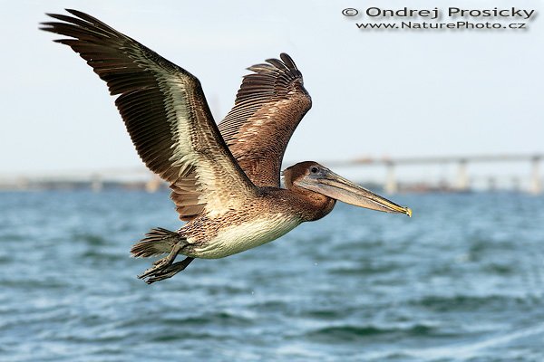 Pelikán hnědý (Pelecanus occidentalis), Pelikán hnědý (Pelecanus occidentalis), Brown Pelican, Autor: Ondřej Prosický | NaturePhoto.cz, Aparát: Canon EOS 20D, Objektiv: Canon EF 400mm f/5.6 L USM, Ohnisková vzdálenost (EQ35mm): 320.00 mm, stativ Gitzo 1227, Clona: 6.3, Doba expozice: 1/800 s, ISO: 400, Kompenzace expozice: +1, Blesk: ne, Vytvořeno: 12. ledna 2007 14:43:52, Fishing Pier, ostrov Sanibel, (Florida, USA) 