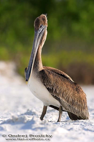 Pelikán hnědý (Pelecanus occidentalis), Pelikán hnědý (Pelecanus occidentalis), Brown Pelican, Autor: Ondřej Prosický | NaturePhoto.cz, Aparát: Canon EOS-1D Mark II N, Objektiv: Canon EF 400mm f/5.6 L USM, Ohnisková vzdálenost (EQ35mm): 520.00 mm, stativ Gitzo 1227, Clona: 6.3, Doba expozice: 1/400 s, ISO: 100, Kompenzace expozice: 0, Blesk: Ano (externí Sigma EF-500 DG Super, -2 EV, Better Beamer), Vytvořeno: 10. ledna 2007 15:24:18, Ft. Myers Beach (Florida, USA) 
