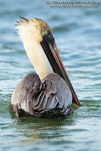 Pelikán hnědý (Pelecanus occidentalis), Pelikán hnědý (Pelecanus occidentalis), Brown Pelican, Autor: Ondřej Prosický | NaturePhoto.cz, Aparát: Canon EOS 20D, Objektiv: Canon EF 200mm f/2.8 L USM, Ohnisková vzdálenost (EQ35mm): 320.00 mm, stativ Gitzo 1227, Clona: 6.3, Doba expozice: 1/640 s, ISO: 400, Kompenzace expozice: +1, Blesk: ne, Vytvořeno: 12. ledna 2007 14:52:20, Fishing Pier, ostrov Sanibel, (Florida, USA)