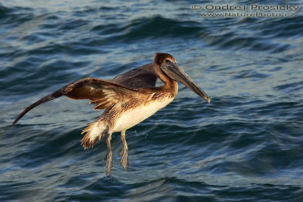 Pelikán hnědý (Pelecanus occidentalis), Pelikán hnědý (Pelecanus occidentalis), Brown Pelican, Autor: Ondřej Prosický | NaturePhoto.cz, Aparát: Canon EOS-1D Mark II N, Objektiv: Canon EF 200mm f/2.8 L USM, Ohnisková vzdálenost (EQ35mm): 260.00 mm, stativ Gitzo 1227, Clona: 6.3, Doba expozice: 1/800 s, ISO: 250, Kompenzace expozice: 0, Blesk: ne, Vytvořeno: 13. ledna 2007 16:53:35, Fishing Pier, ostrov Sanibel, (Florida, USA) 