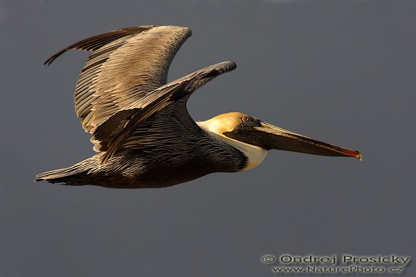 Pelikán hnědý (Pelecanus occidentalis), Pelikán hnědý (Pelecanus occidentalis), Brown Pelican, Autor: Ondřej Prosický | NaturePhoto.cz, Aparát: Canon EOS-1D Mark II N, Objektiv: Canon EF 400mm f/5.6 L USM, Ohnisková vzdálenost (EQ35mm): 520.00 mm, stativ Gitzo 1227, Clona: 6.3, Doba expozice: 1/1250 s, ISO: 320, Kompenzace expozice: 0, Blesk: Ano (externí Sigma EF-500 DG Super, -2 EV, Better Beamer), Vytvořeno: 12. ledna 2007 0:14:23, Ft. Myers Beach (Florida, USA) 