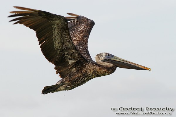 Pelikán hnědý (Pelecanus occidentalis), mladý pták, Pelikán hnědý (Pelecanus occidentalis), Brown Pelican, Autor: Ondřej Prosický | NaturePhoto.cz, Aparát: Canon EOS 20D, Objektiv: Canon EF 200mm f/2.8 L USM, Ohnisková vzdálenost (EQ35mm): 320.00 mm, stativ Gitzo 1227, Clona: 6.3, Doba expozice: 1/1000 s, ISO: 400, Kompenzace expozice: +1, Blesk: Ano (externí Sigma EF-500 DG Super, -2 EV, Better Beamer), Vytvořeno: 12. ledna 2007 15:07:43, Fishing Pier, ostrov Sanibel (Florida, USA) 
