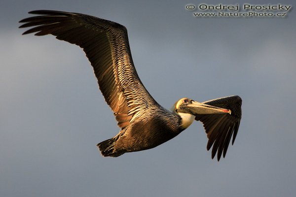 Pelikán hnědý (Pelecanus occidentalis), Pelikán hnědý (Pelecanus occidentalis), Brown Pelican, Autor: Ondřej Prosický | NaturePhoto.cz, Aparát: Canon EOS-1D Mark II N, Objektiv: Canon EF 400mm f/5.6 L USM, Ohnisková vzdálenost (EQ35mm): 520.00 mm, stativ Gitzo 1227, Clona: 6.3, Doba expozice: 1/1250 s, ISO: 320, Kompenzace expozice: 0, Blesk: ne, Vytvořeno: 12. ledna 2007 18:14:21, Ft. Myers Beach (Florida, USA) 