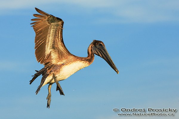 Pelikán hnědý (Pelecanus occidentalis), Pelikán hnědý (Pelecanus occidentalis), Brown Pelican, Autor: Ondřej Prosický | NaturePhoto.cz, Aparát: Canon EOS-1D Mark II N, Objektiv: Canon EF 200mm f/2.8 L USM, Ohnisková vzdálenost (EQ35mm): 260.00 mm, stativ Gitzo 1227, Clona: 6.3, Doba expozice: 1/800 s, ISO: 200, Kompenzace expozice: 0, Blesk: Ano (externí Sigma EF-500 DG Super, -2 EV, Better Beamer), Vytvořeno: 12. ledna 2007 16:48:44, Fishing Pier, ostrov Sanibel, (Florida, USA) 