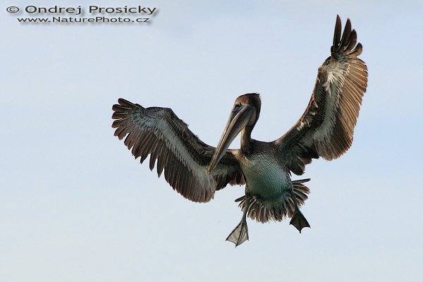 Pelikán hnědý (Pelecanus occidentalis), Pelikán hnědý (Pelecanus occidentalis), Brown Pelican, Autor: Ondřej Prosický | NaturePhoto.cz, Model: Canon EOS 20D, Objektiv: Canon EF 200mm f/2.8 L USM, Ohnisková vzdálenost (EQ35mm): 320.00 mm, fotografováno z ruky, Clona: 6.3, Doba expozice: 1/2000 s, ISO: 400, Kompenzace expozice: +1, Blesk: ne, Vytvořeno: 12. ledna 2007 14:44:26, Fishing Pier, ostrov Sanibel, (Florida, USA)