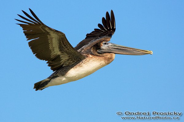 Pelikán hnědý (Pelecanus occidentalis), Pelikán hnědý (Pelecanus occidentalis), Brown Pelican, Autor: Ondřej Prosický | NaturePhoto.cz, Aparát: Canon EOS-1D Mark II N, Objektiv: Canon EF 400mm f/5.6 L USM, Ohnisková vzdálenost (EQ35mm): 520.00 mm, fotografováno z ruky, Clona: 6.3, Doba expozice: 1/1250 s, ISO: 100, Kompenzace expozice: 0, Blesk: ne, Vytvořeno: 12. ledna 2007 10:02:33, Fishing Pier, ostrov Sanibel, (Florida, USA)