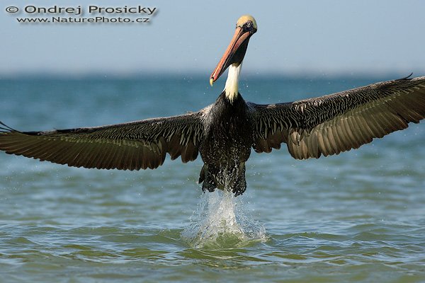 Pelikán hnědý (Pelecanus occidentalis), Pelikán hnědý (Pelecanus occidentalis), Brown Pelican, Autor: Ondřej Prosický, Fotoparát: Canon EOS 1D Mark II N, Objektiv: Canon EF 400mm f/5.6 L USM, Ohnisková vzdálenost (EQ35mm): 520 mm, fotografováno z ruky, Clona: 6.3, Doba expozice: 1/1250 s, ISO: 100, Režim měření expozice: se zdůrazněným středem, Kompenzace expozice: 0 EV, Blesk: ne, Vytvořeno: 12. ledna 2007 10:03, Mexický záliv u Ft. Myers Beach (Florida, USA), zpracováno v Canon DPP verz. 2.2. (zprava ořez cca 20 %)